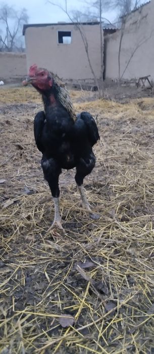 Dakan korea xoʻrozi  yoshiga yetgan  xozir tulovda