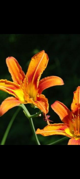 Цветы садовые Лелейник, хризантема