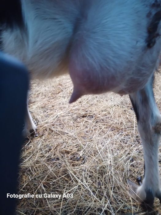 Alpina elvețiană Tuggenburg