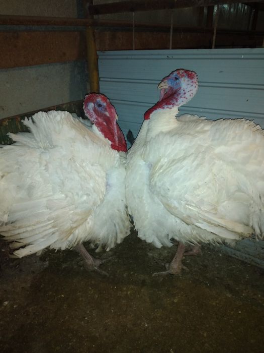 Пуйки ,големи 35кг