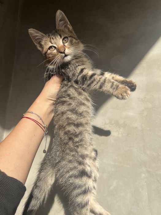 Подаряват се женски котета
