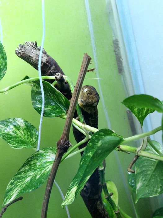 Гекконы от 10 тысяч