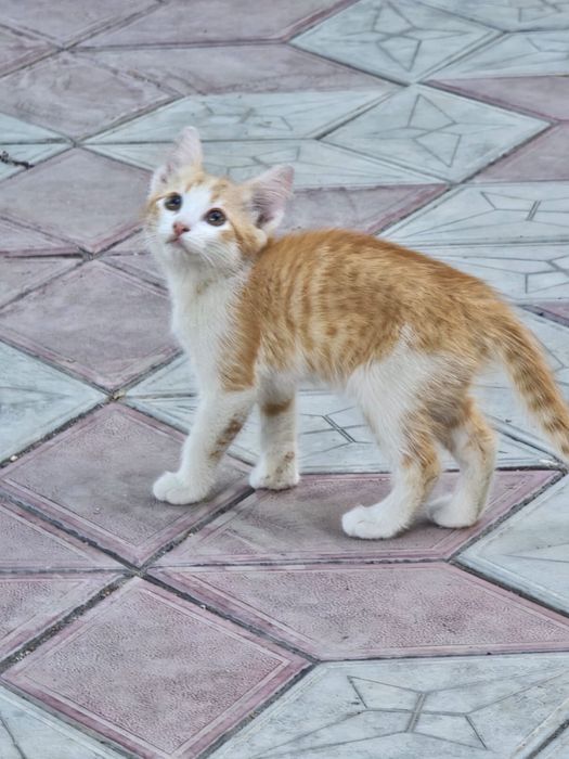 отдам в добрые руки котенков
