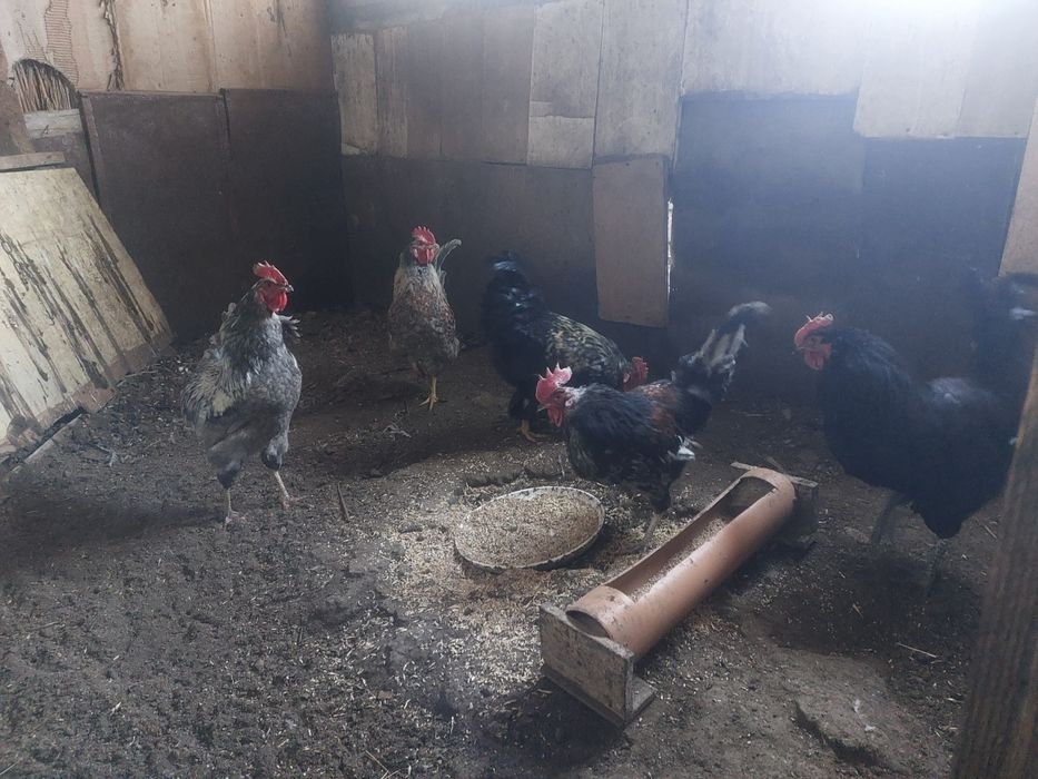 Әтештер сатылады бір жылдық