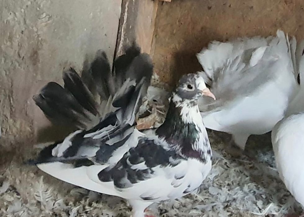 Porumbei voiajori și voltati albi