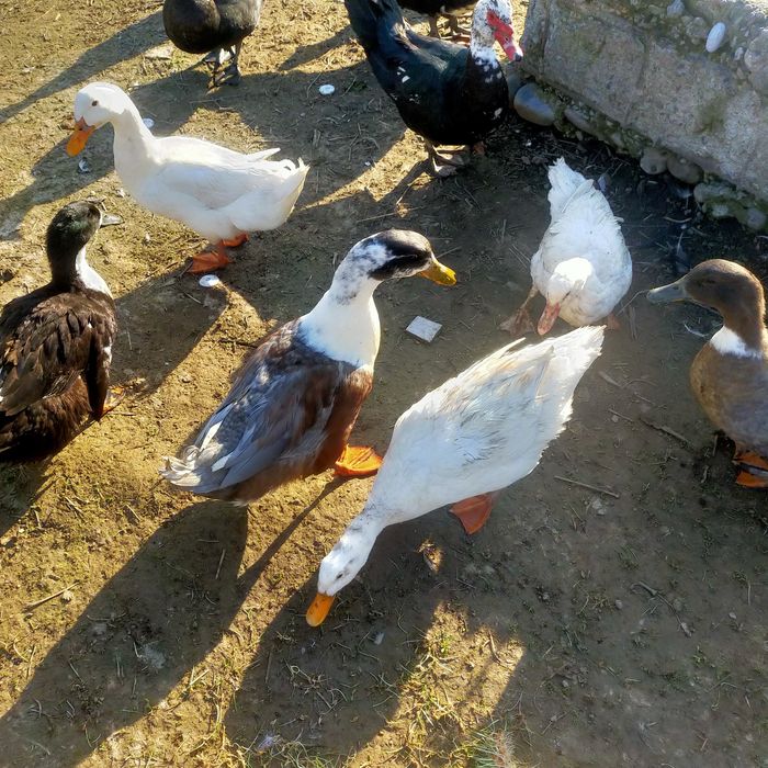 Урдак бор 10дона колди тухумга кирган