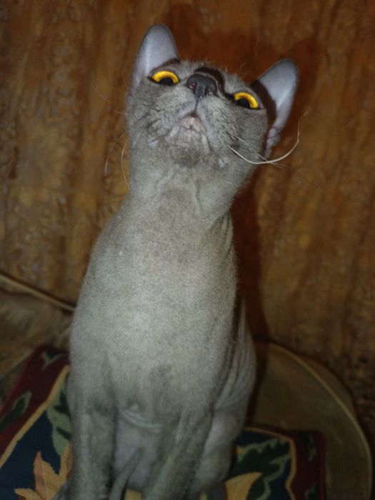 Срочно нужен жених!!!