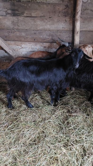 Capre tinere gestante