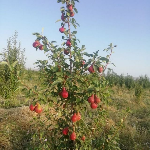 NOK Kuchatlarimz sotuvda arginal padvoyda sveji joyidan kovlab beramiz