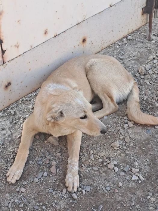 Щенок ищет друга