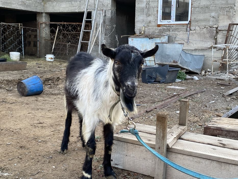 Теке сатылады (козел) Пиакок