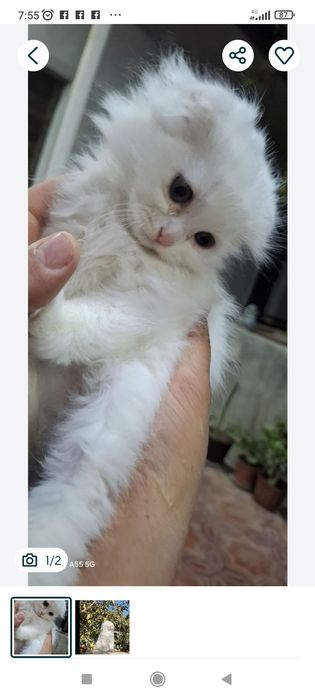 Zotdor mushukchalar sotiladi