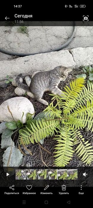 Прибился серенький Котёнок