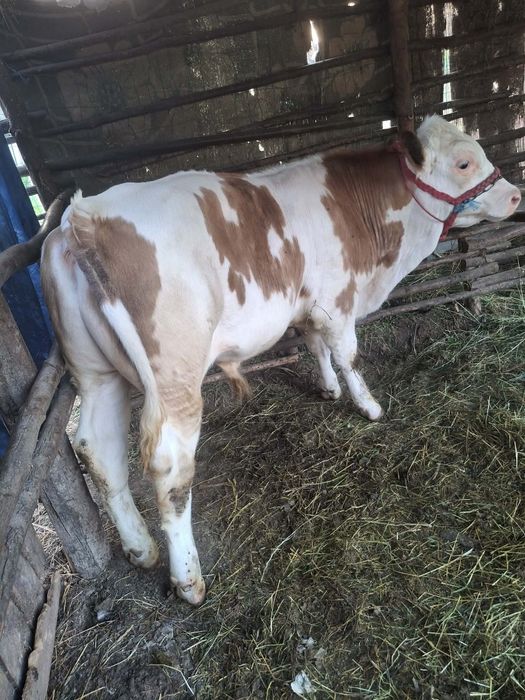 Vând vițel baltat