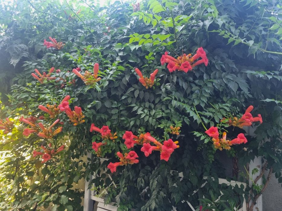 Plante luleaua turcului roșie ( trompeta)