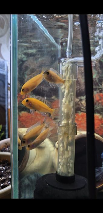 Африканские цихлиды