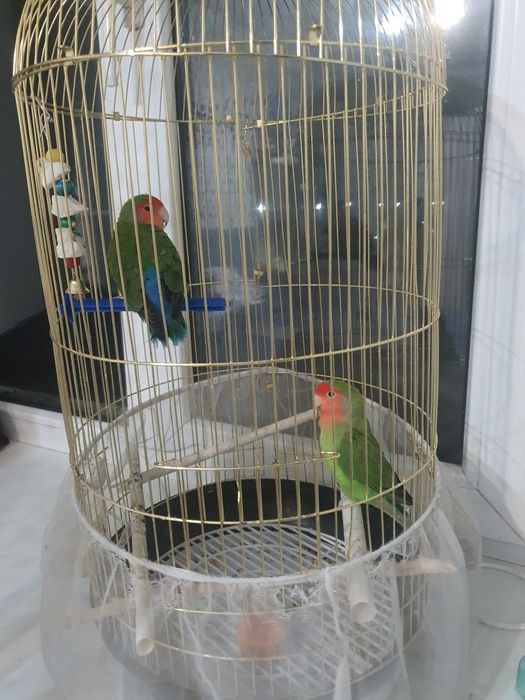 Продам попугаев неразлучников