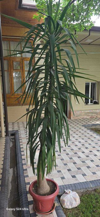 хонаки гул сотилади баландлиги 3м. xonaki gul sotiladi balandligi 3m