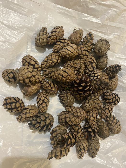 Шишки сосновые
