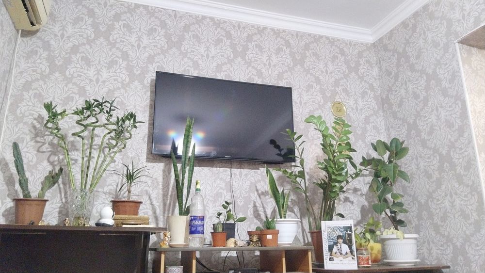 Продаю цветы для дома и офиса