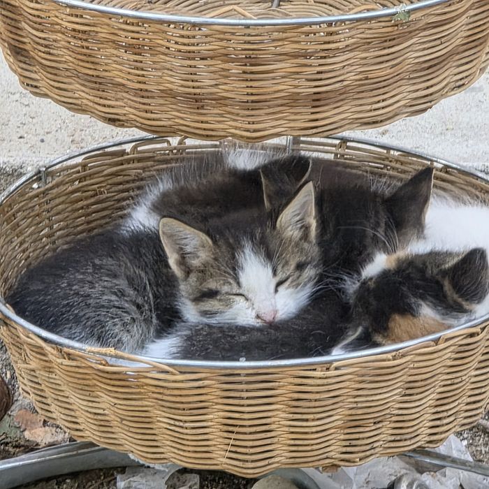 Котята в добрые руки