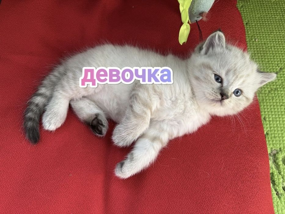 Британские котята
