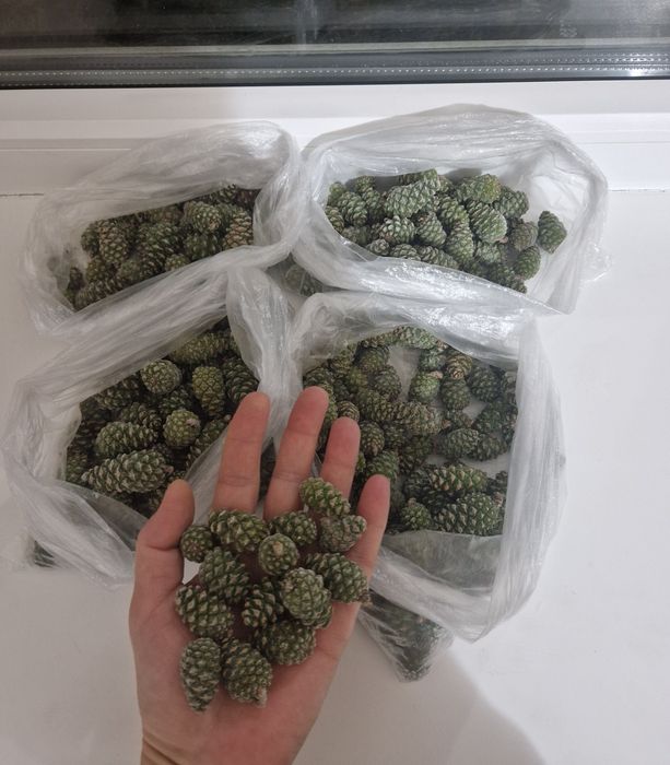 Продам шишки сосновые