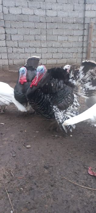 Продаются индюки порода хайбрид и бронза