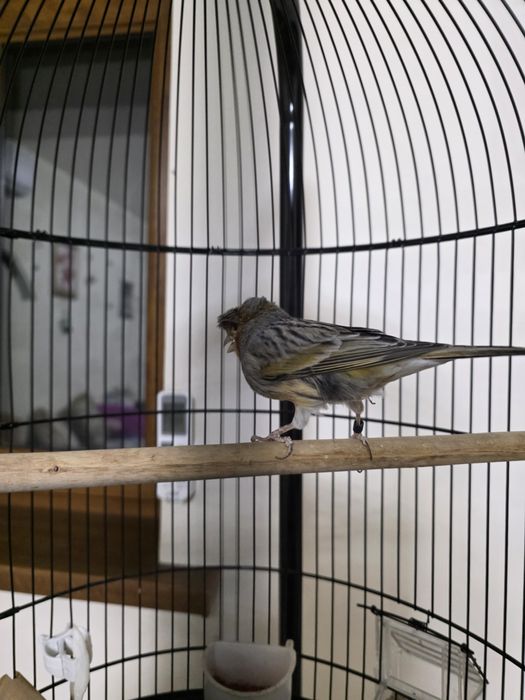 Канарейки пара красное дерево, чёрно-красный мозай