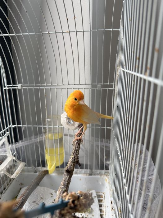 Канарейка Кенор певчий