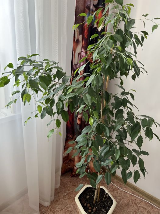 Фикус  Бенджамина