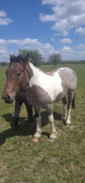 Vand manz tarcat de 1 an jumate, foarte blând mai multe detalii la telefon