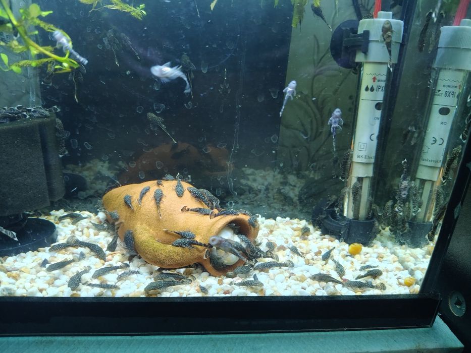 Сомчета Анцитруси