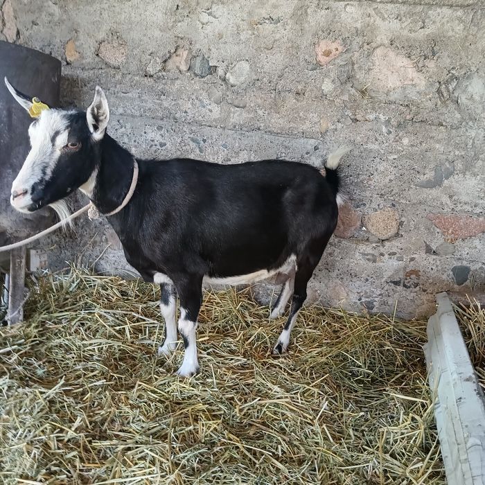 Сауынды сутті ешкі.