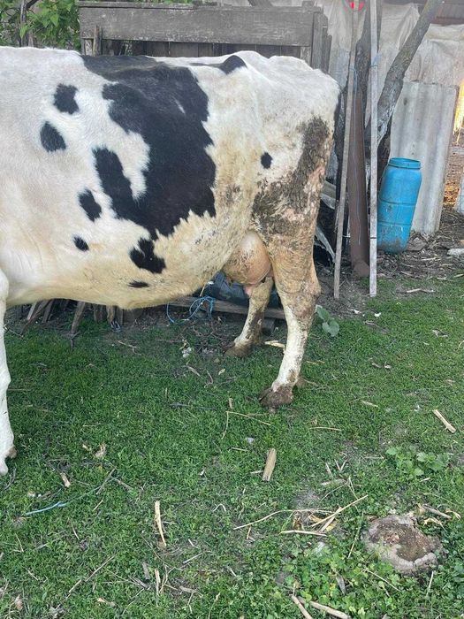 Vacă cu 4 vitei fatati.