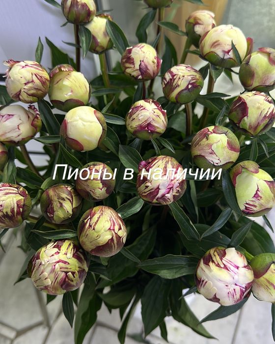 Пионы в любом количестве