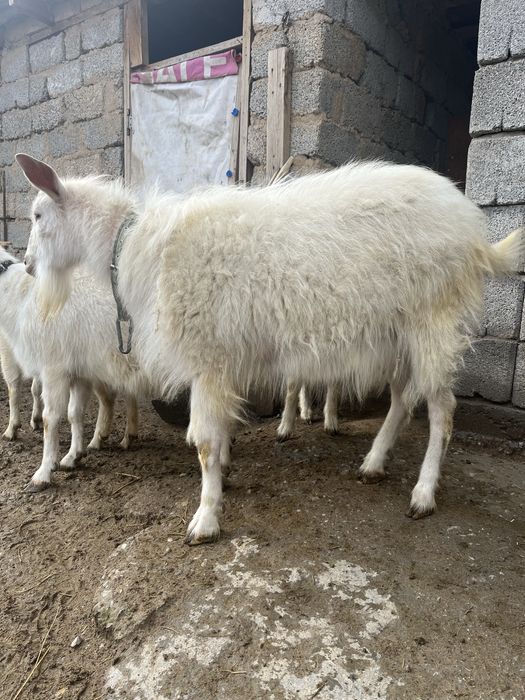 Ешкі заиенский теке