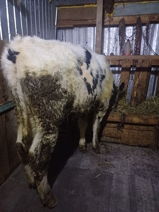 2 vițeii unul de 5 luni si unul de 6