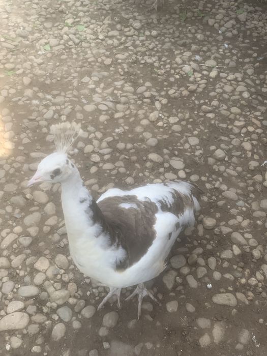 Продавам пауни  Арлекини и  Бели