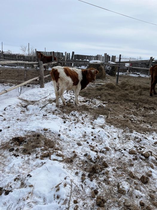 Подсос бұқа сатылады