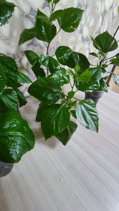 Продам гибискус (китайская роза)