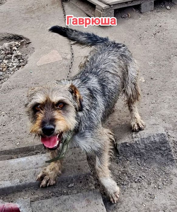 Дарю в добрые и ответственные руки