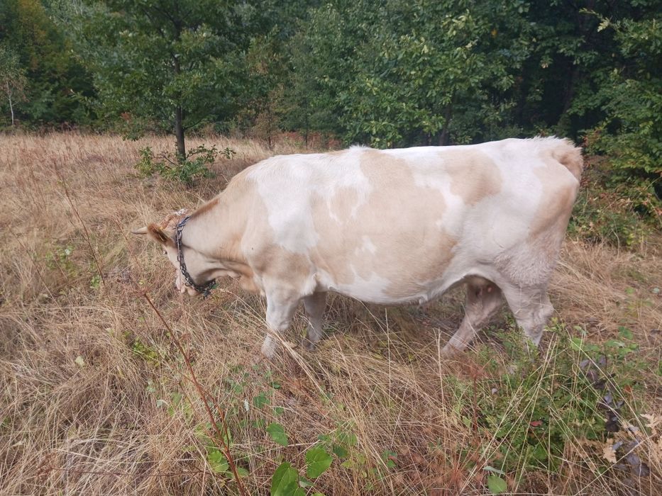 Vând vacă tânără de trei ani,gestantă