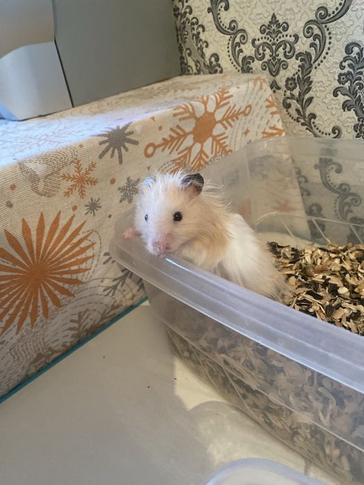 Отдам хомяка бесплатно сирийский (мальчик )