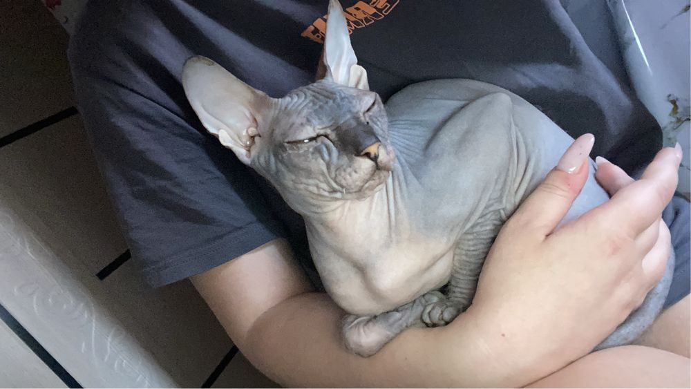 СРОЧНО!! кошка сфинкс канадская