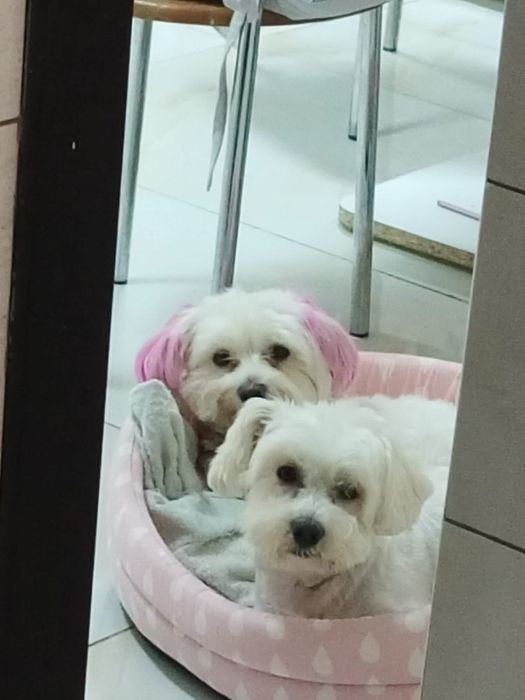 Cazare animale de companie