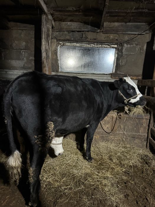 Семіз тайыншалар сатылады