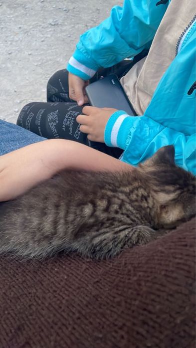 Котенок бесплатно