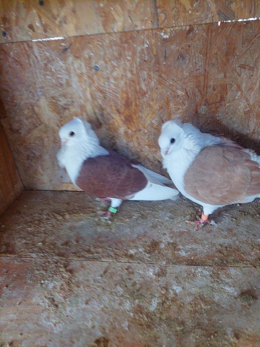 Porumbei de vânzare