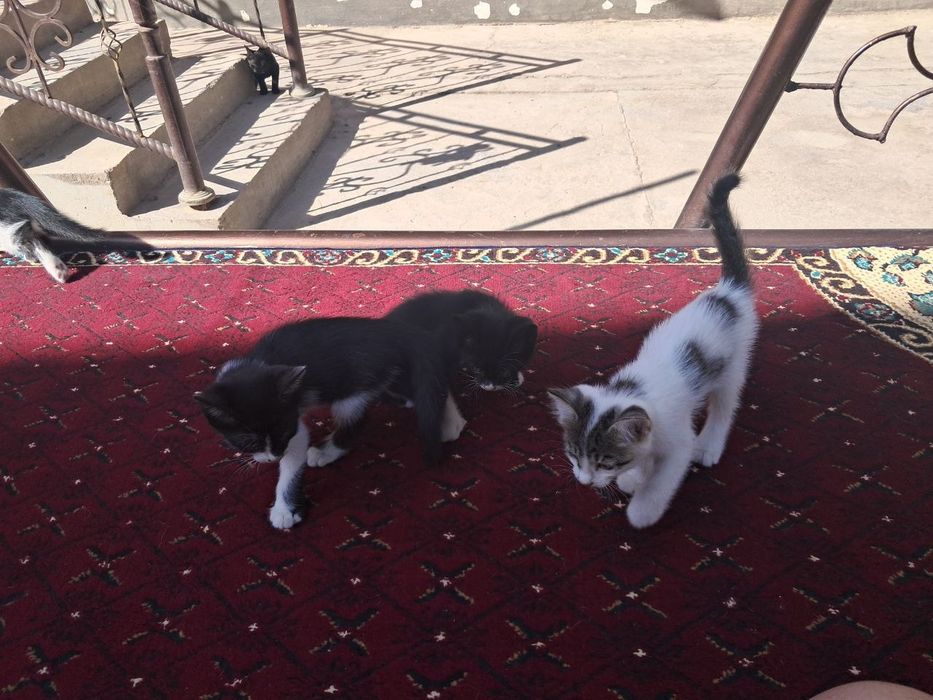 Mushuklar 7ta / кошки 7 штук